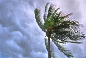 Palm tree blowing in the wind during a storm